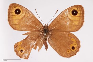 Vorschaubild Lasiommata felix Warnecke, 1929